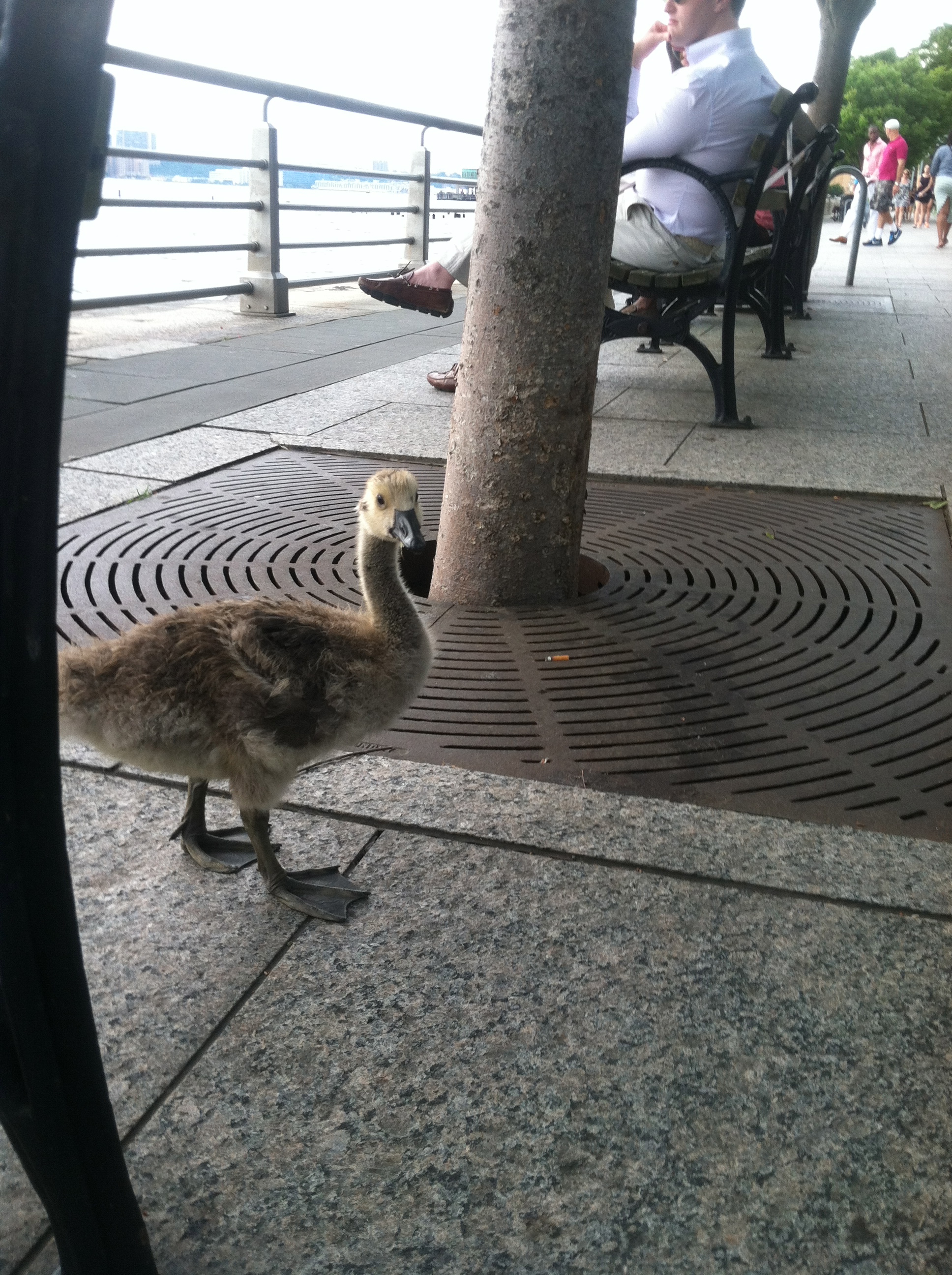 little gosling poking around the corner